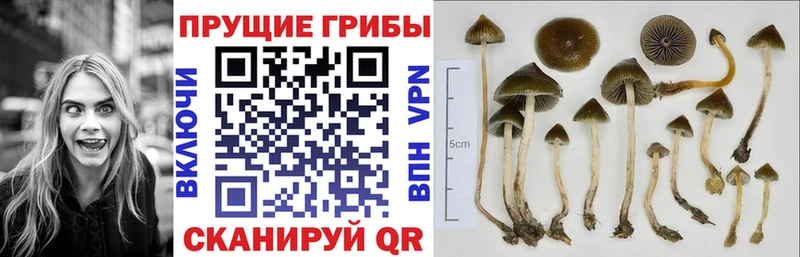 blacksprut ТОР  Урай  Галлюциногенные грибы Psilocybine cubensis  купить  сайты 